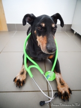 Cisco, chien de vétérinaire